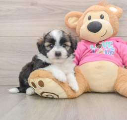 6 week old Saussie Puppy For Sale - Windy City Pups