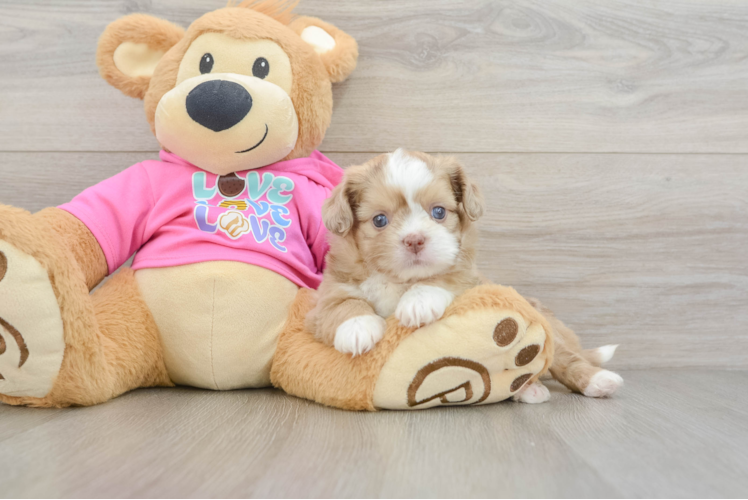 Cute Ausstzu Designer Puppy