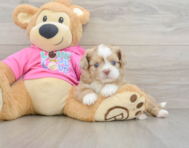8 week old Saussie Puppy For Sale - Windy City Pups