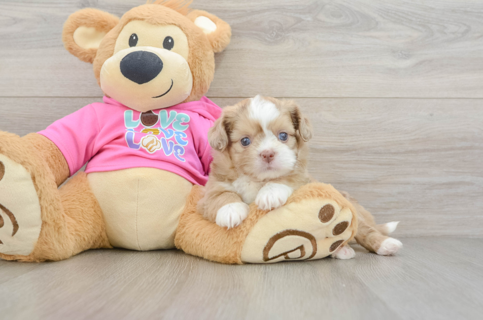 5 week old Saussie Puppy For Sale - Windy City Pups