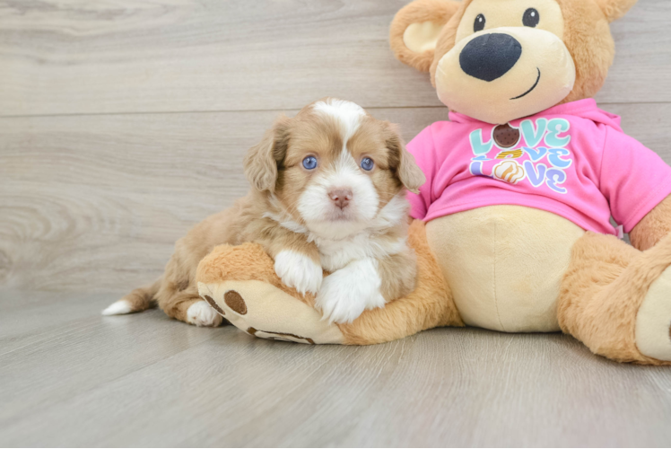 Saussie Pup Being Cute