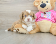 8 week old Saussie Puppy For Sale - Windy City Pups