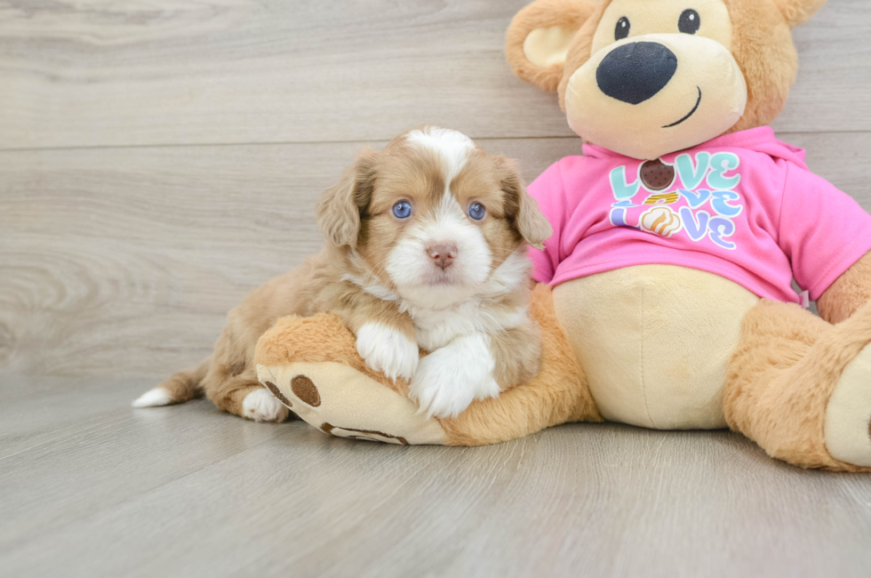 5 week old Saussie Puppy For Sale - Windy City Pups
