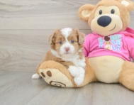 6 week old Saussie Puppy For Sale - Windy City Pups
