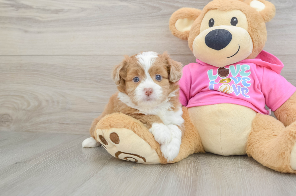 5 week old Saussie Puppy For Sale - Windy City Pups