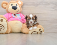 5 week old Saussie Puppy For Sale - Windy City Pups