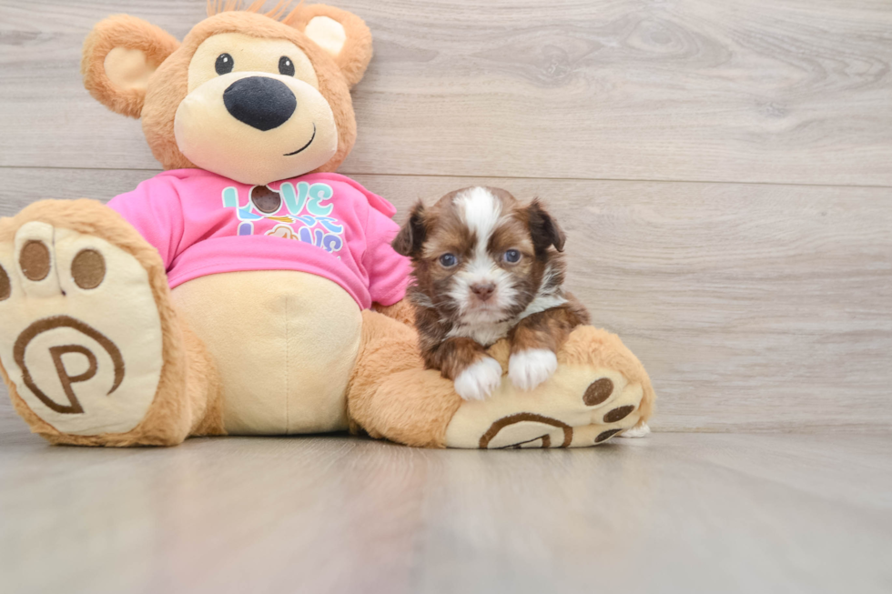 Saussie Pup Being Cute