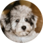Mini Schnoodle Puppy For Sale - Windy City Pups Mini Schnoodle Puppy For Sale - Windy City Pups