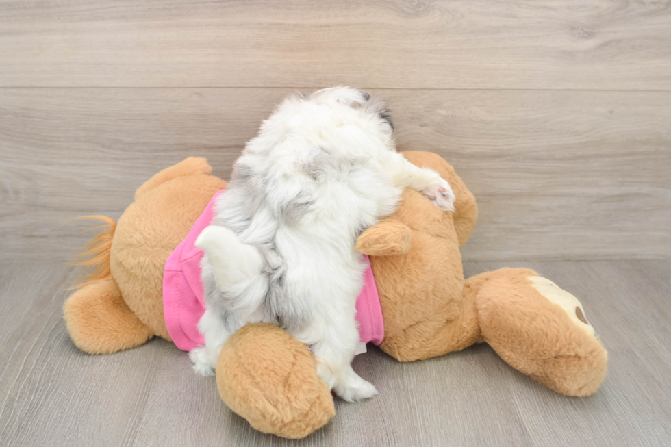 Popular Shih Pom Designer Pup