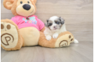 Shih Pom Puppy for Adoption