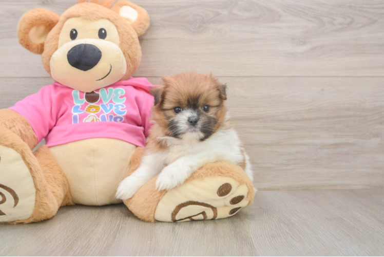 Best Shih Pom Baby