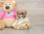 5 week old Shih Pom Puppy For Sale - Windy City Pups