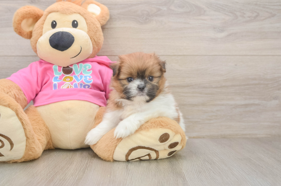 6 week old Shih Pom Puppy For Sale - Windy City Pups