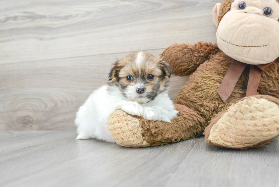 Friendly Shih Pom Baby