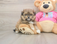 5 week old Shih Pom Puppy For Sale - Windy City Pups