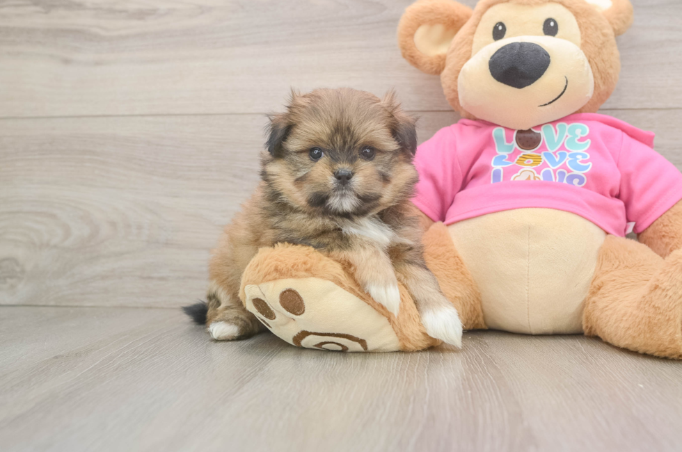 6 week old Shih Pom Puppy For Sale - Windy City Pups