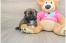 Fluffy Shih Pom Designer Pup