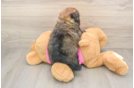 Small Shih Pom Baby