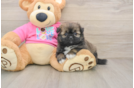 Shih Pom Pup Being Cute