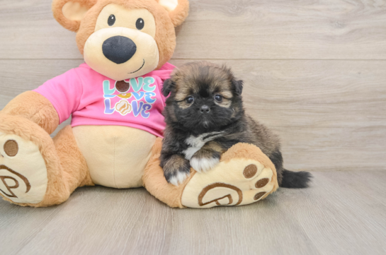 ARIANA, a Shih Pom littermate