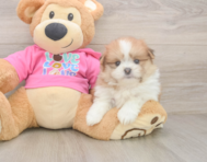5 week old Shih Pom Puppy For Sale - Windy City Pups