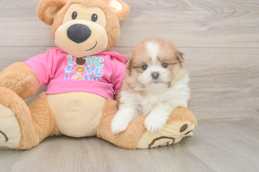 6 week old Shih Pom Puppy For Sale - Windy City Pups