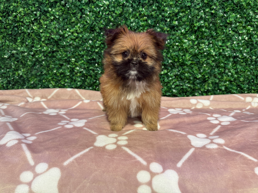 Best Shih Pom Baby