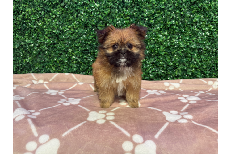 Cute Shih Pom Baby
