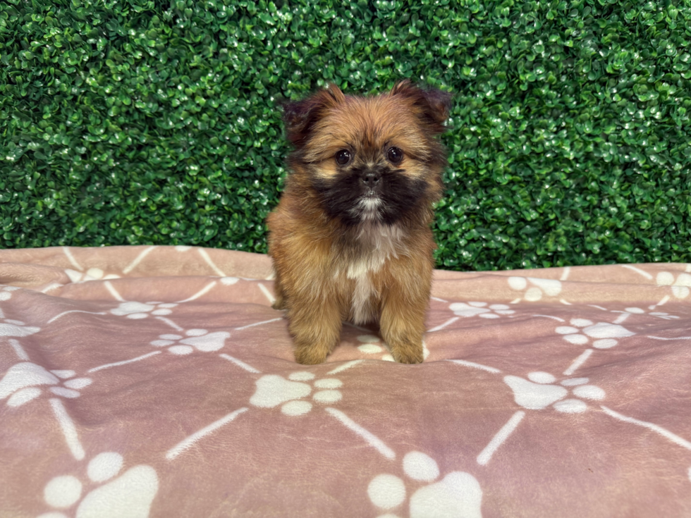 Cute Shih Pom Baby