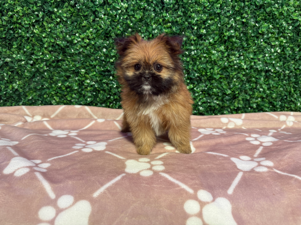 Cute Shih Pom Designer Pup