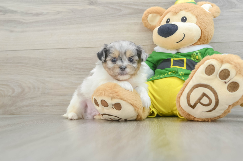 6 week old Shih Pom Puppy For Sale - Windy City Pups