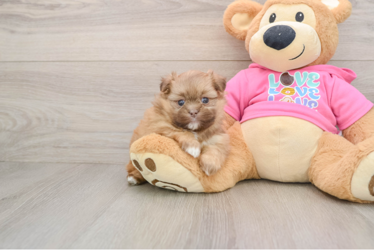 Shih Pom Pup Being Cute