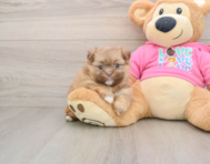 7 week old Shih Pom Puppy For Sale - Windy City Pups