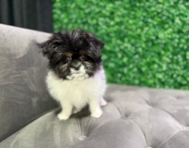 10 week old Shih Pom Puppy For Sale - Windy City Pups