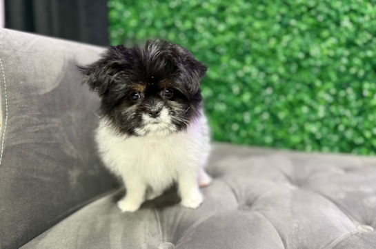 Shih Pom Puppy for Adoption