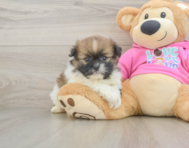 8 week old Shih Pom Puppy For Sale - Windy City Pups
