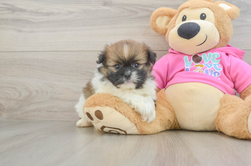 5 week old Shih Pom Puppy For Sale - Windy City Pups