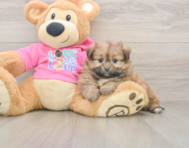 5 week old Shih Pom Puppy For Sale - Windy City Pups
