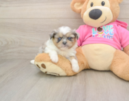 5 week old Shih Pom Puppy For Sale - Windy City Pups