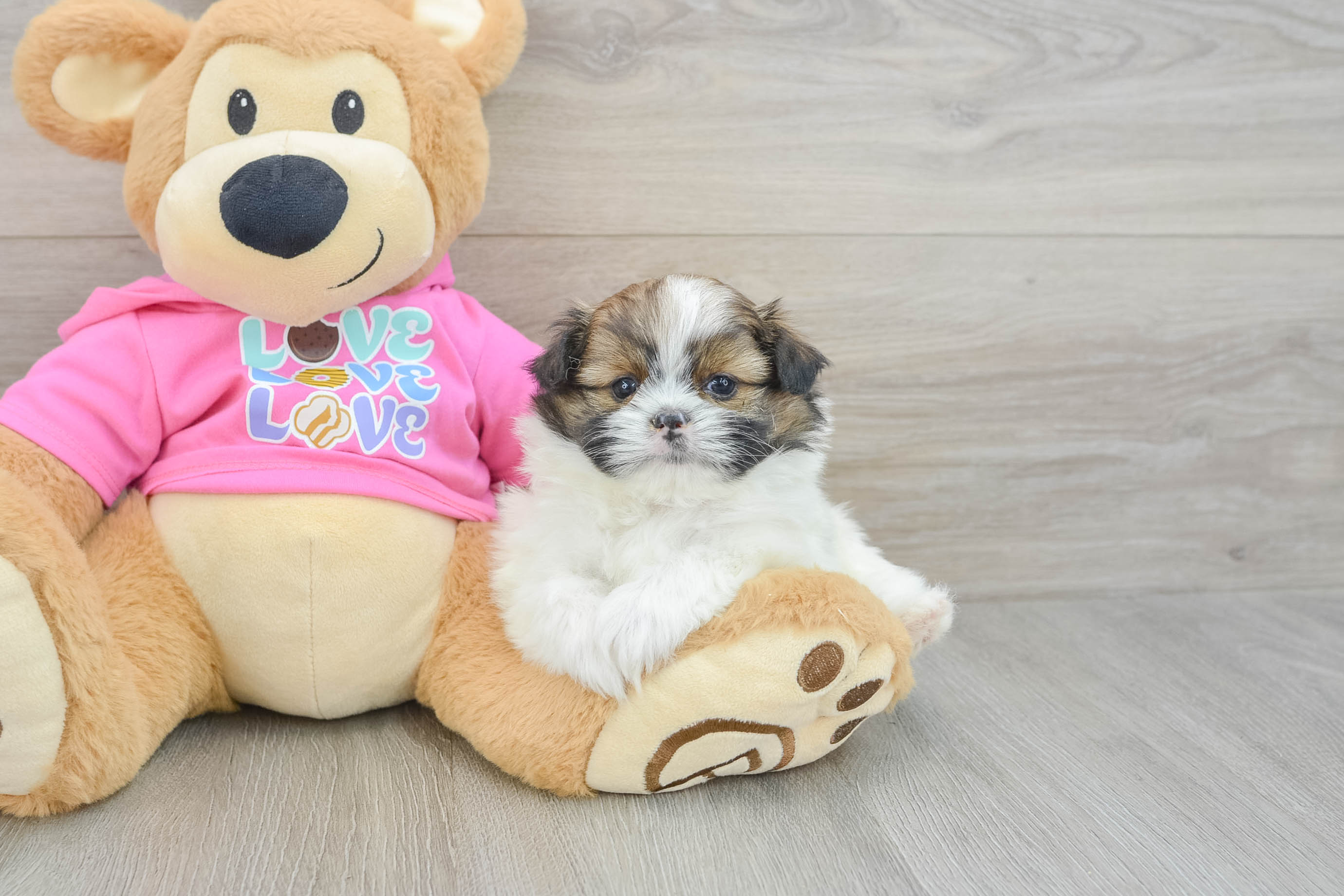 Little Pomtzu Designer Puppy