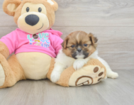 6 week old Shih Pom Puppy For Sale - Windy City Pups