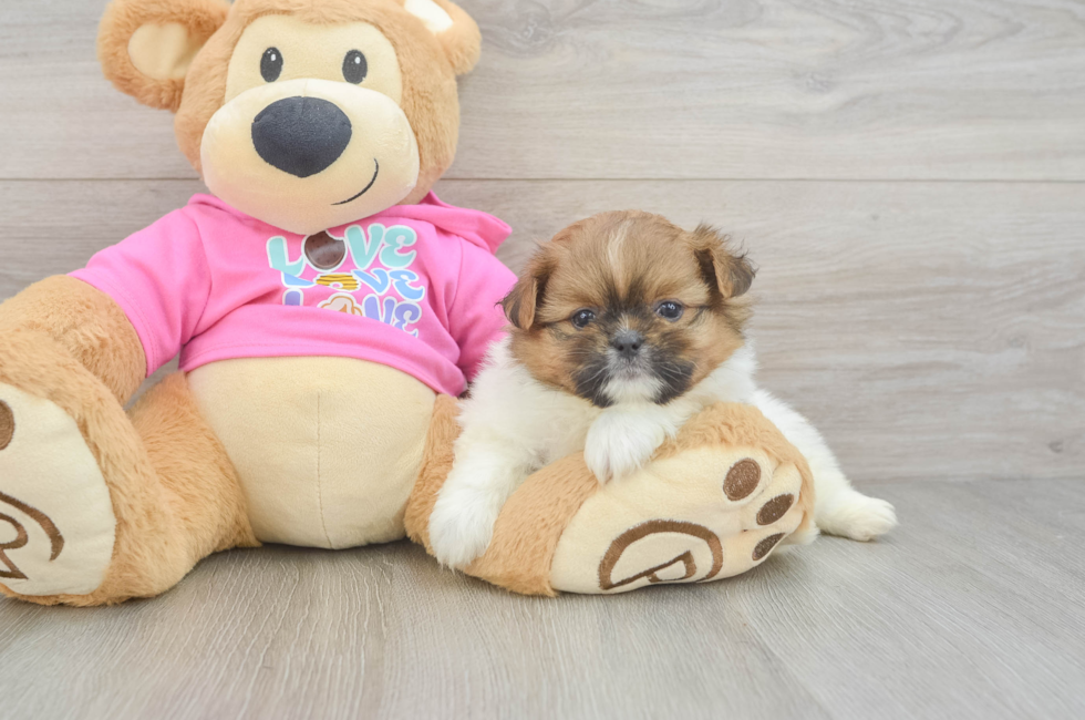 5 week old Shih Pom Puppy For Sale - Windy City Pups