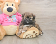 5 week old Shih Pom Puppy For Sale - Windy City Pups