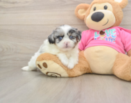 5 week old Shih Pom Puppy For Sale - Windy City Pups