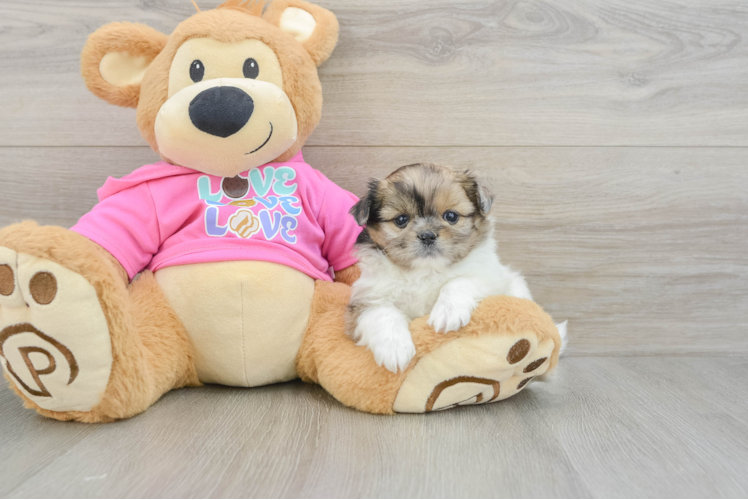 Best Shih Pom Baby