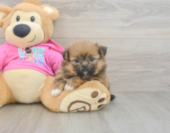 8 week old Shih Pom Puppy For Sale - Windy City Pups