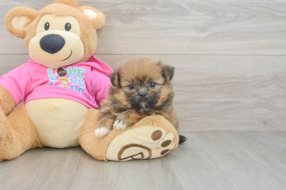 5 week old Shih Pom Puppy For Sale - Windy City Pups
