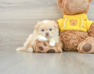 6 week old Shih Pom Puppy For Sale - Windy City Pups