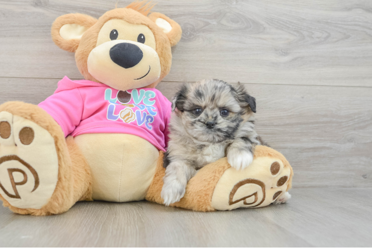 Best Shih Pom Baby