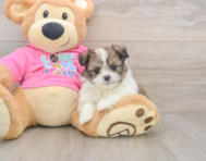 6 week old Shih Pom Puppy For Sale - Windy City Pups